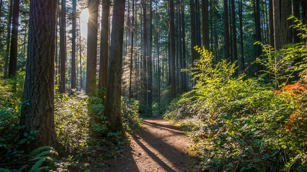 Tall trees at Bridle Trails State Park