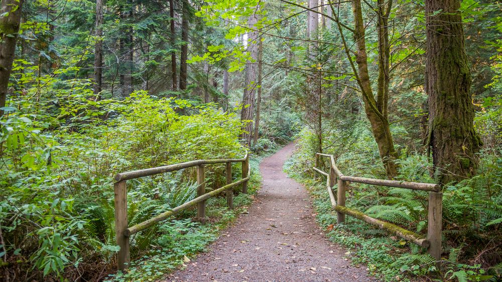 Trail at Bridle Trails State Park