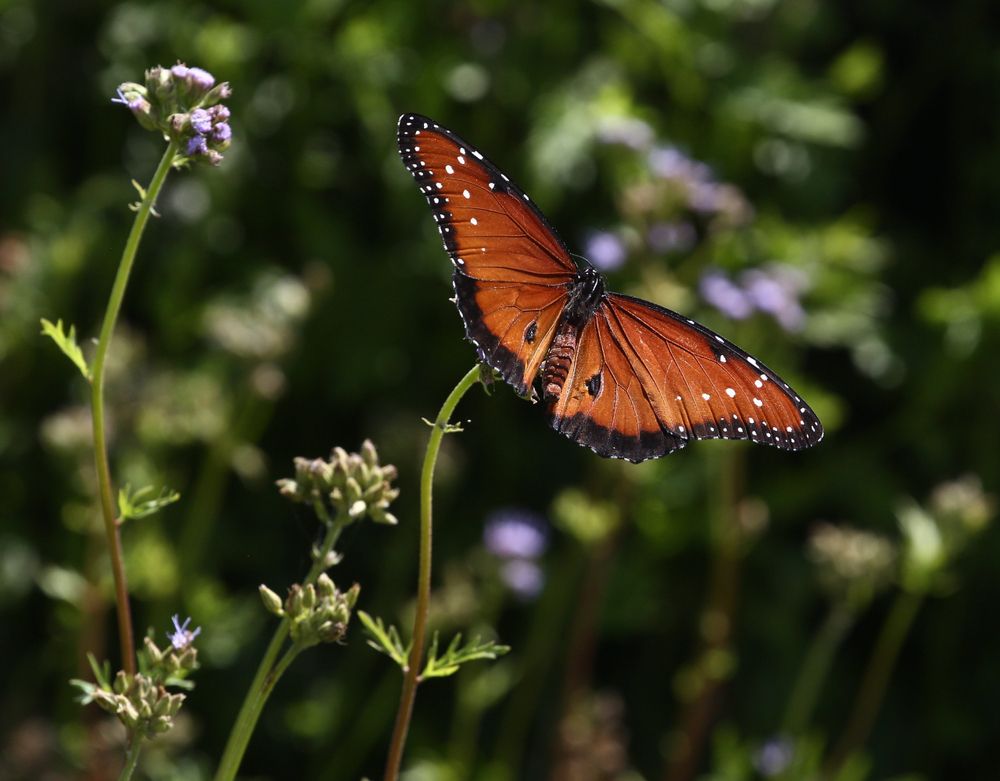 Butterfly at John Bunker Sands Wetland Center in Combine