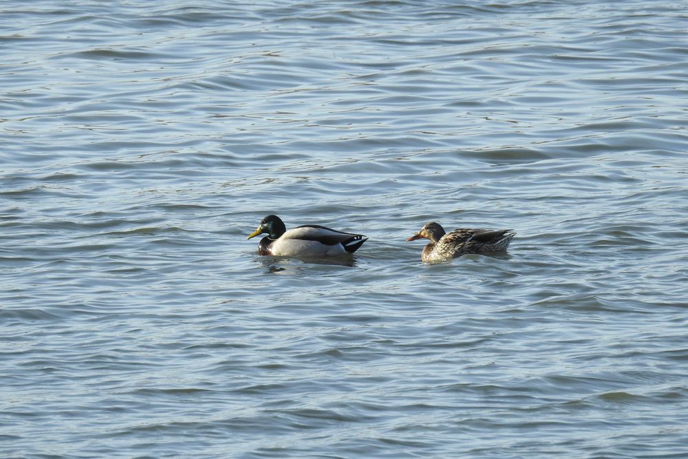 Ducks on Lake Isabella