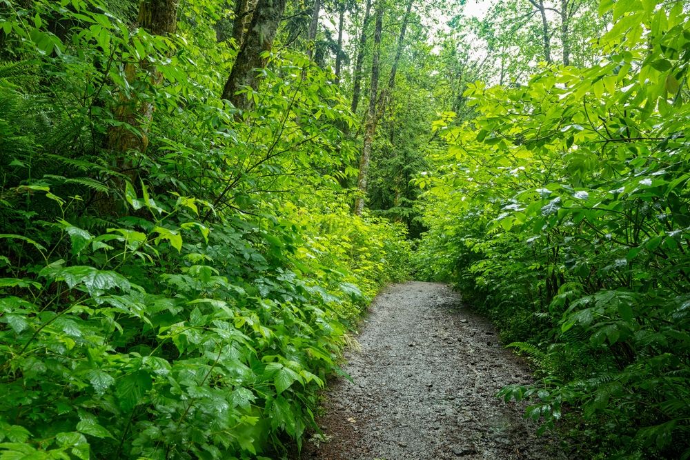 Trail lined with lush greenery at Tiger Mountain State Forest