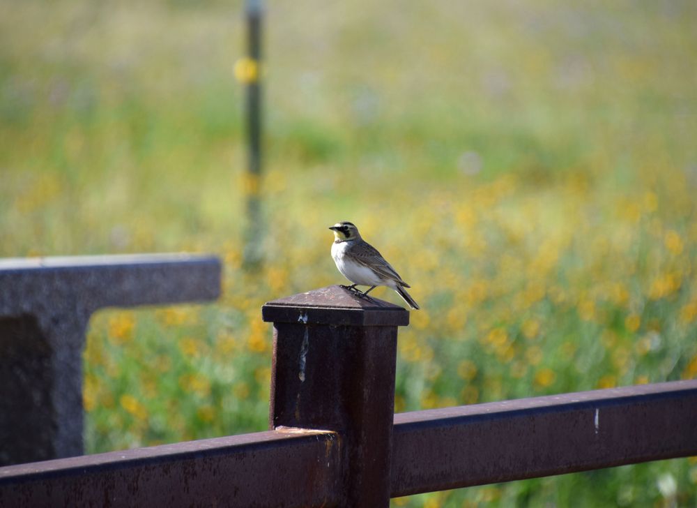 A bird at Wind Wolves Preserve