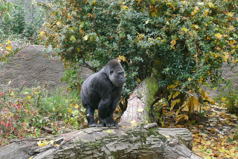A gorilla at Woodland Park Zoo