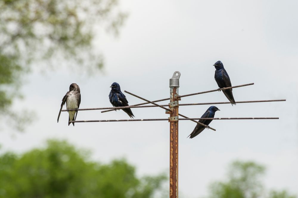 Birds at Wyandotte County Lake Park