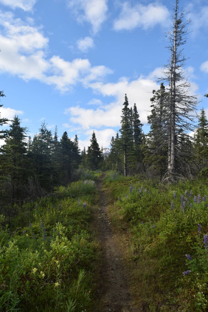 Hiking trail at Resurrection Pass.