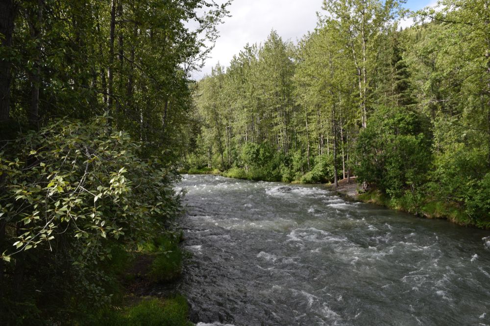 Waters and trees at Resurrection Pass.