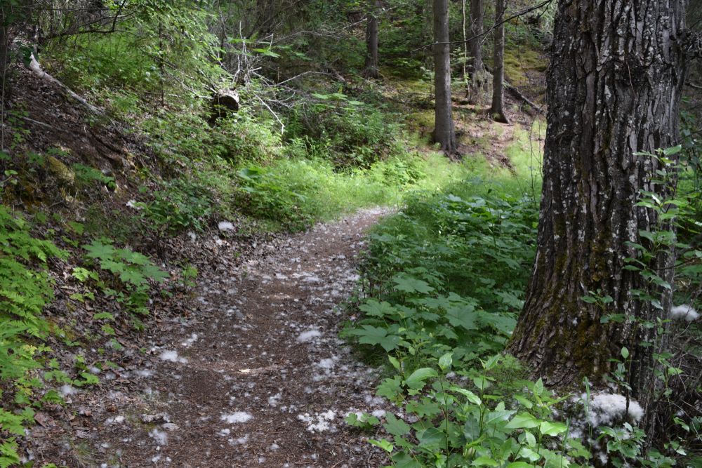 Trail at Resurrection Pass.