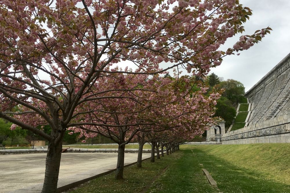 Trees at Kensico Dam Plaza