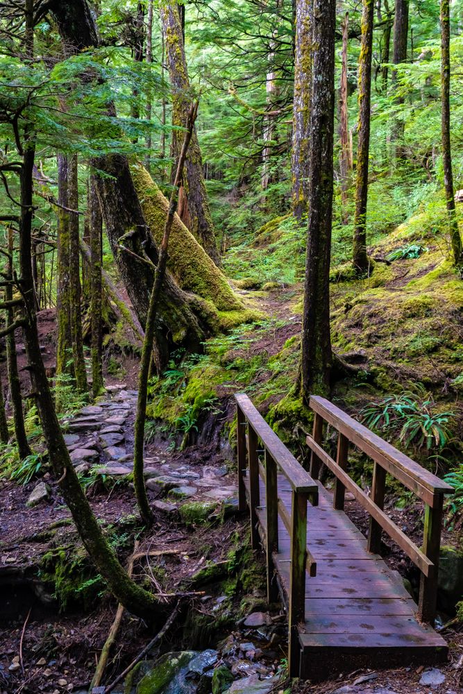 A short wooden footbridge at Rainbird Trail
