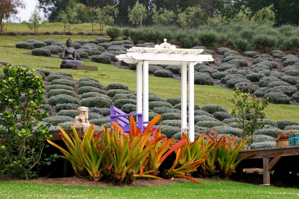 Lavender field at Ali'i Kula Lavender