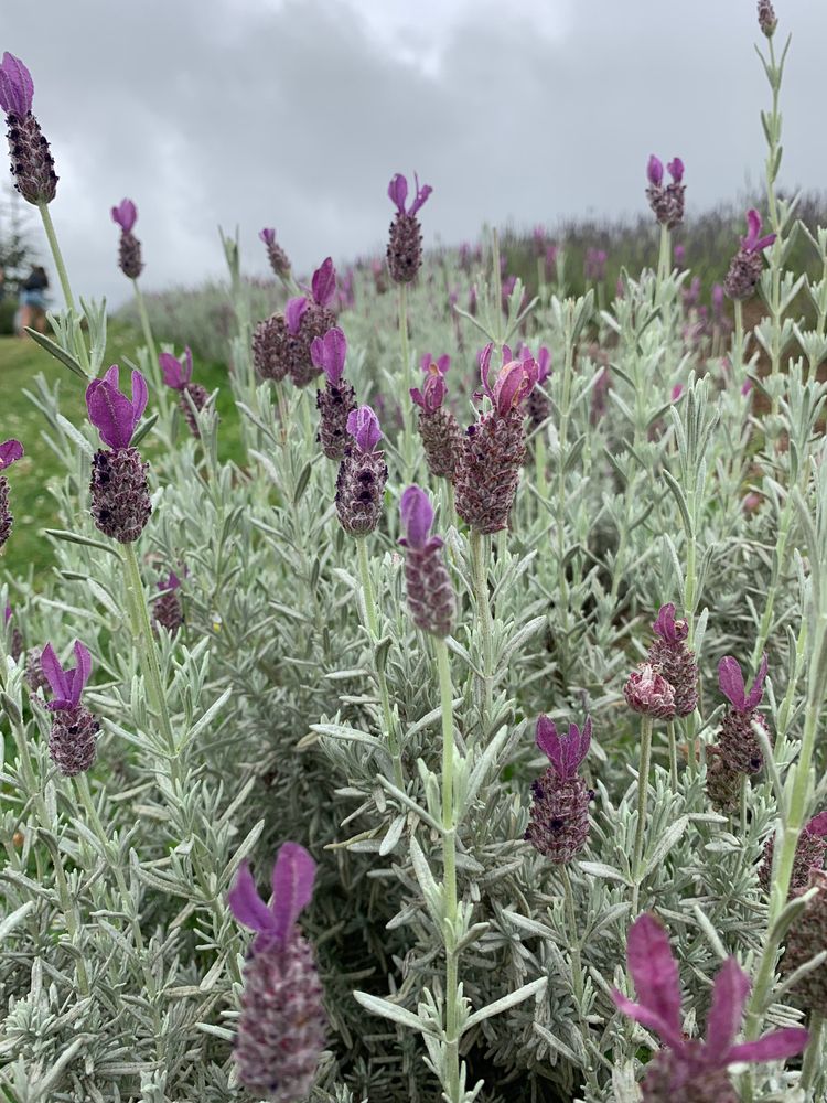 Close view of lavenders at Ali'i Kula Lavender