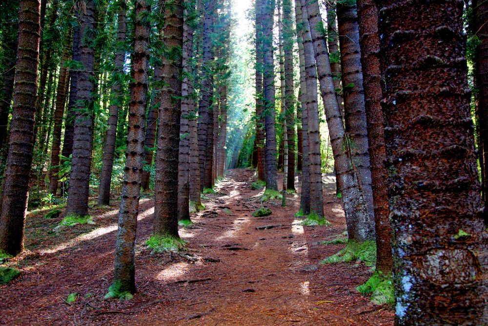 Nature trail at Sleeping Giant Trail