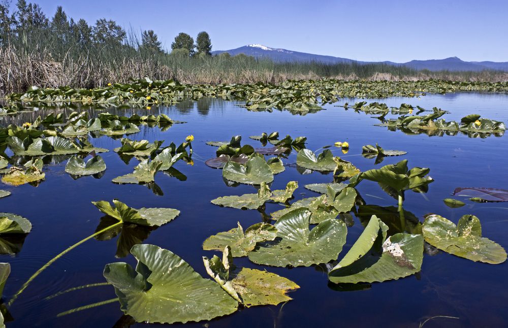Lily pads on Wood River Wetland waters