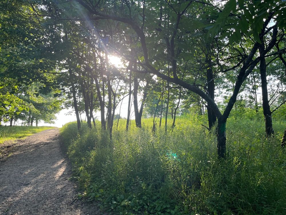 Nature trail at Asylum Lake Preserve