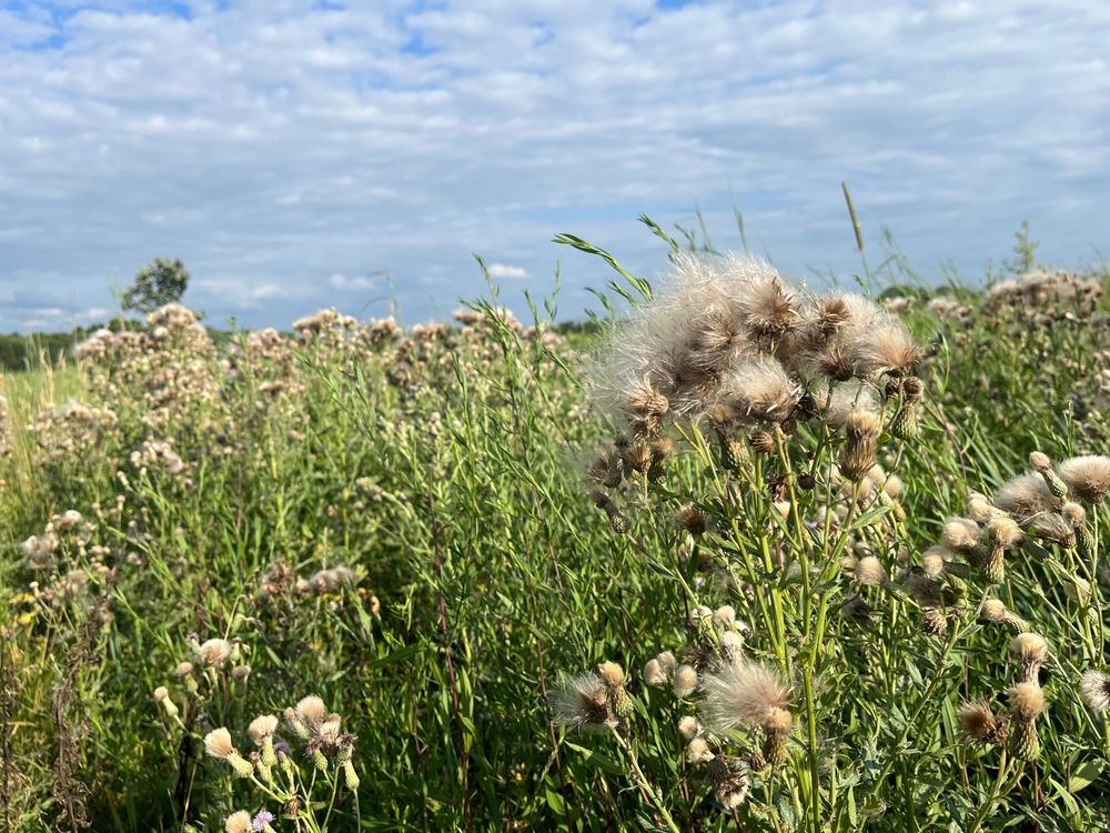 Wildflowers along Asylum Lake Preserve