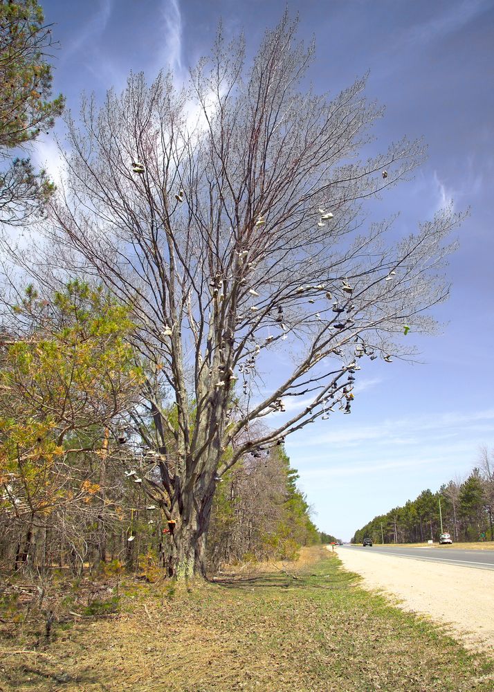 Daytime view of the Kalkaska Shoe Tree