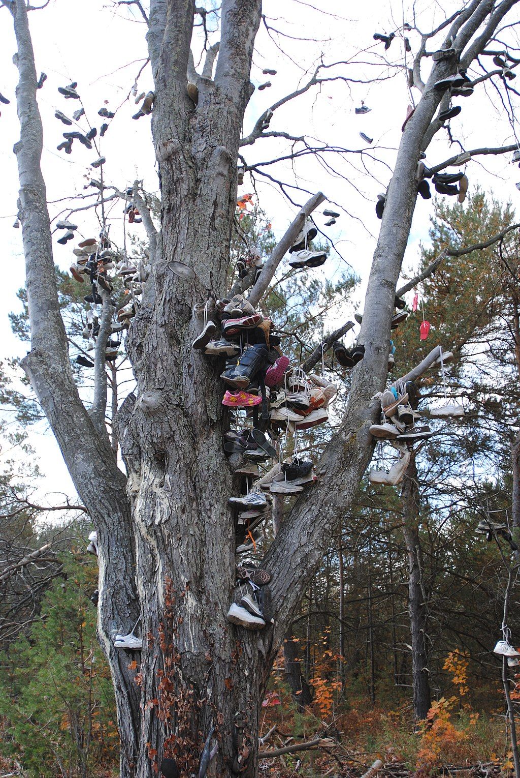 Close view of the Kalkaska Shoe Tree