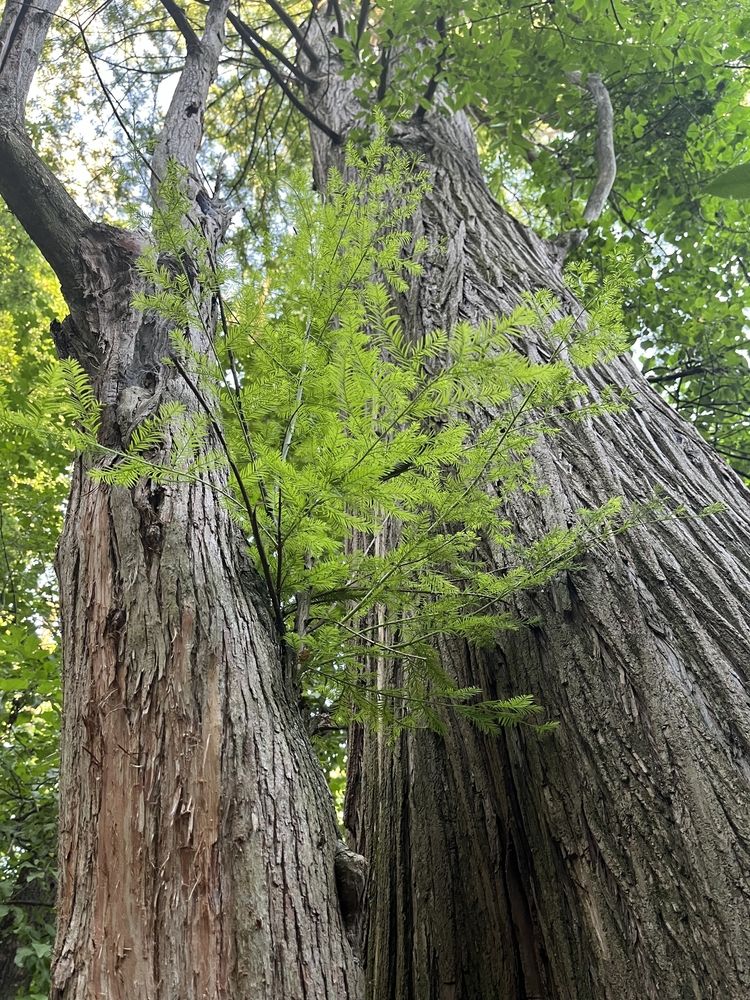 Trees at Kleinstuck Preserve