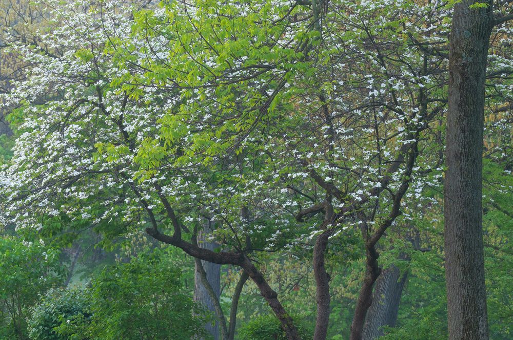 Beautiful trees at Milham Park