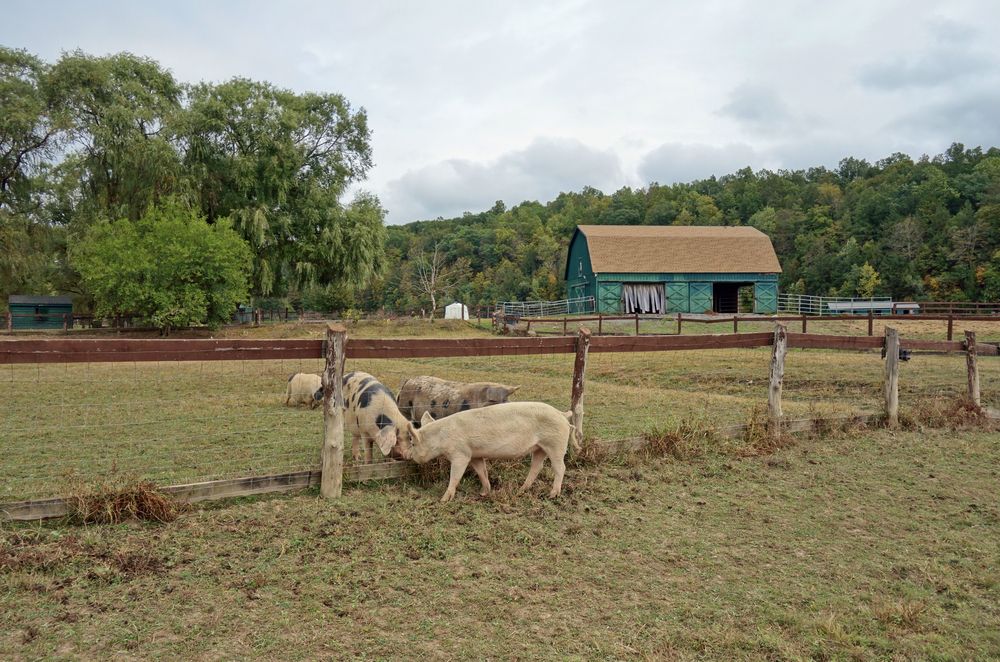 Pigs at Catskill Animal Sanctuary