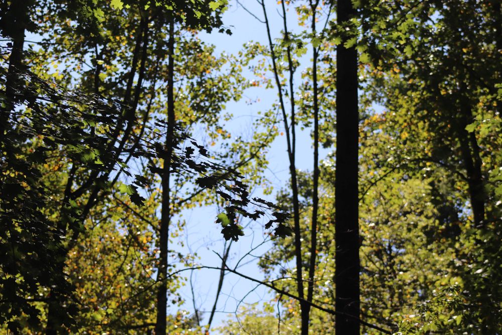 Tall trees at Jacobsburg State Park
