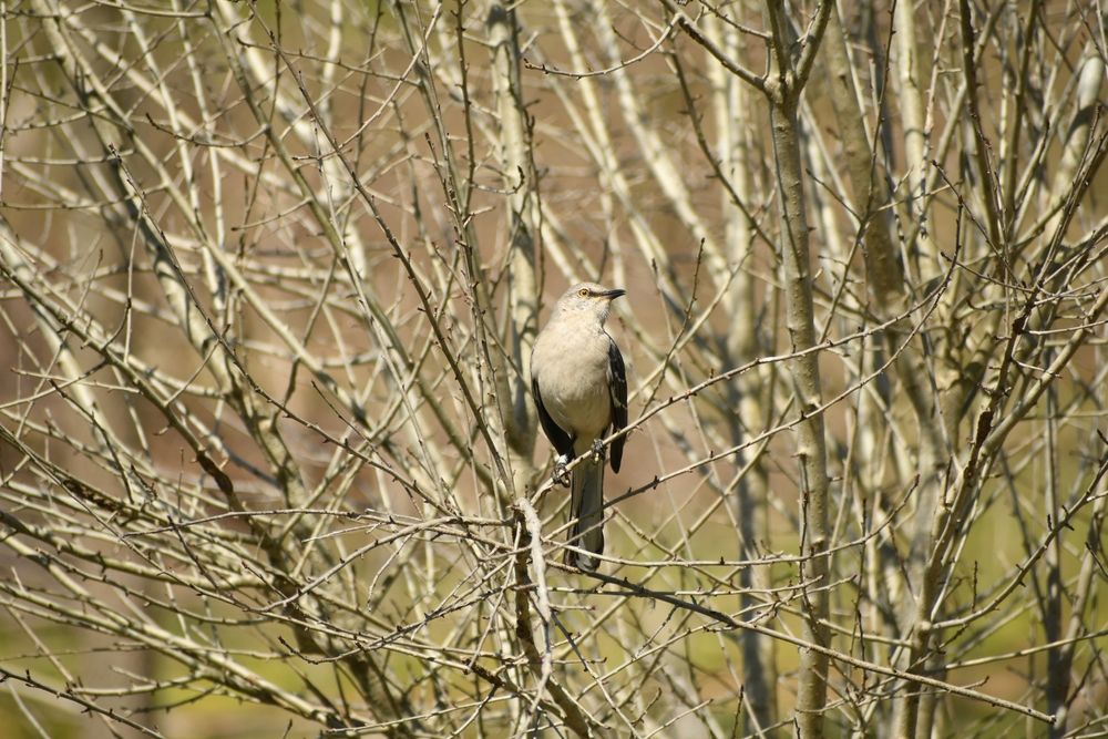 A bird at Seven Islands State Birding Park
