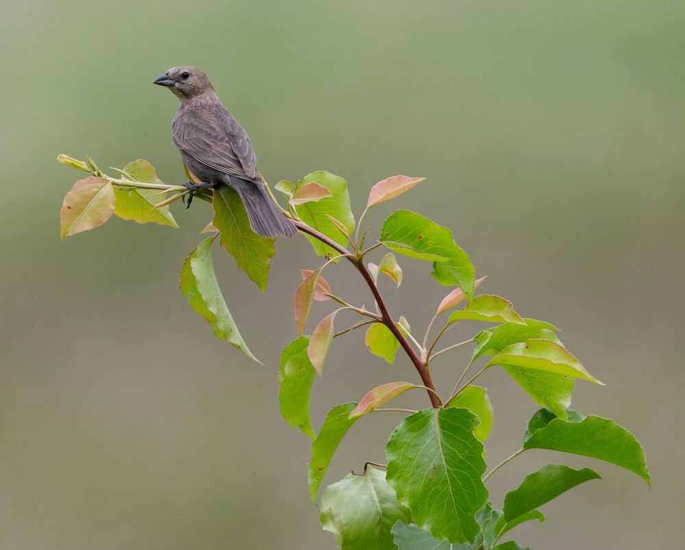 Bird perched on a plant at Seven Islands State Birding Park