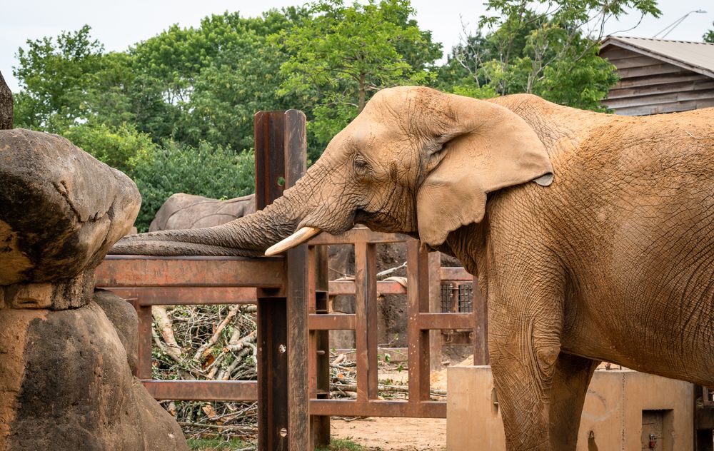 An elephant at Zoo Knoxville