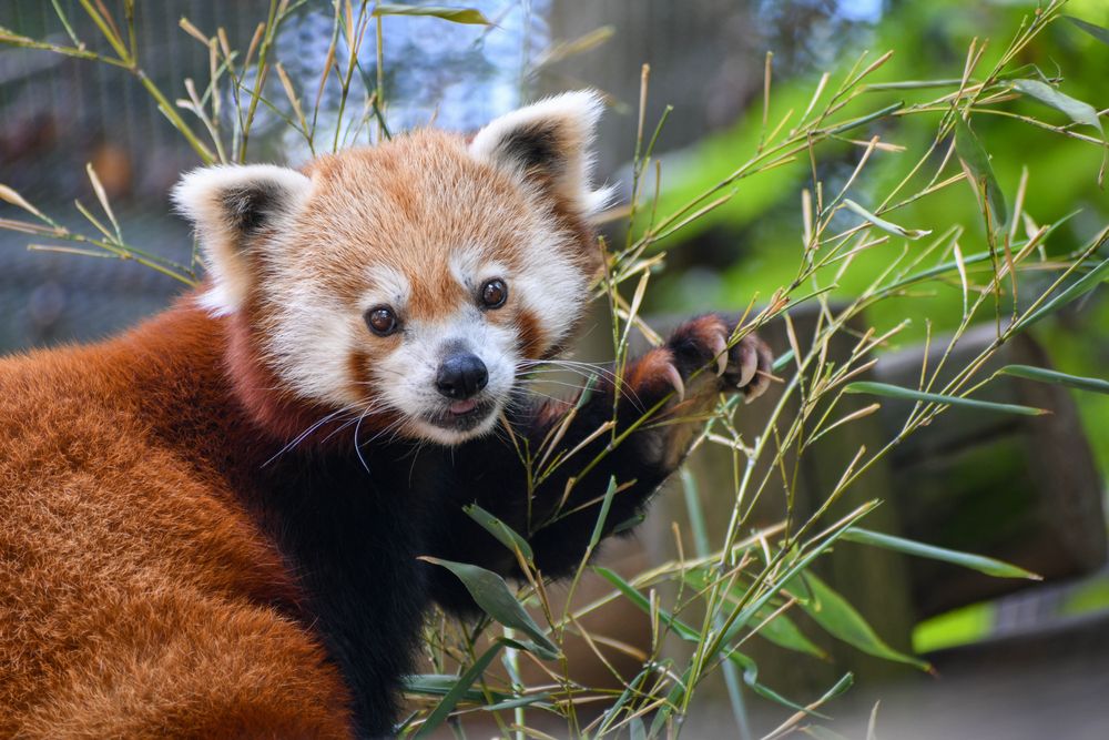 A red panda at Zoo Knoxville