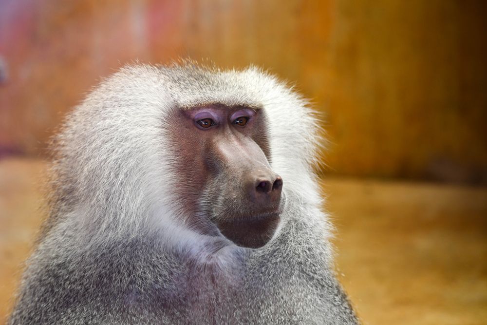 A baboon at Zoo Knoxville