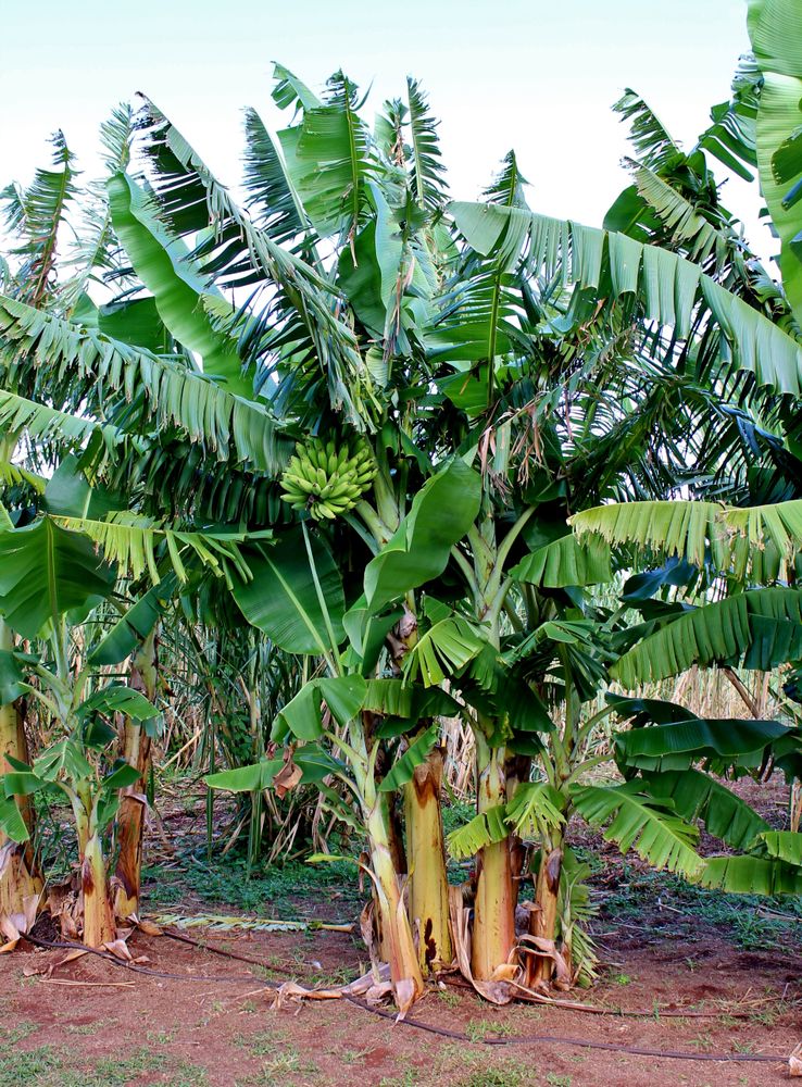 Banana trees at Ocean Vodka Organic Farm and Distillery