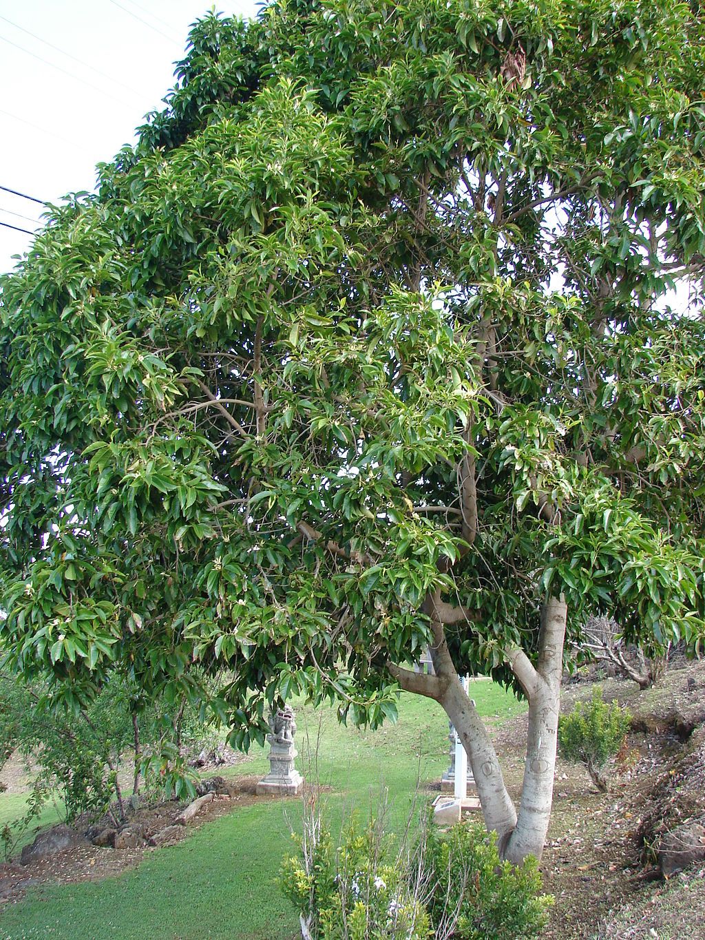 A tree at Sun Yat-Sen Park