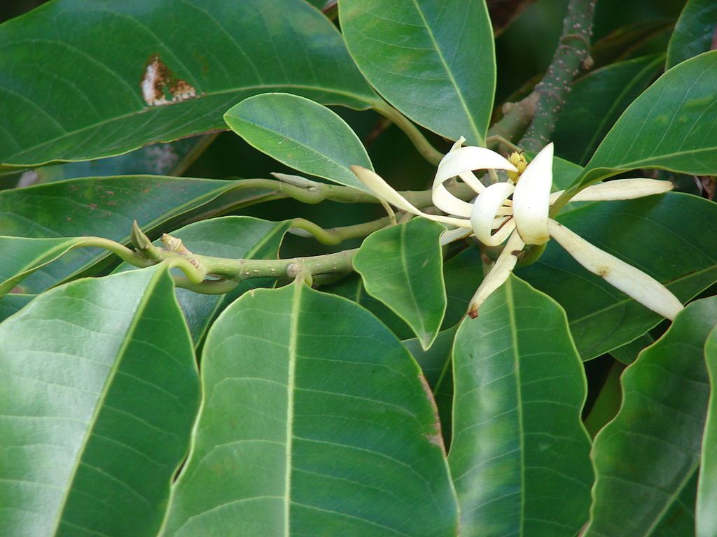 A plant and its flower at Sun Yat-Sen Park