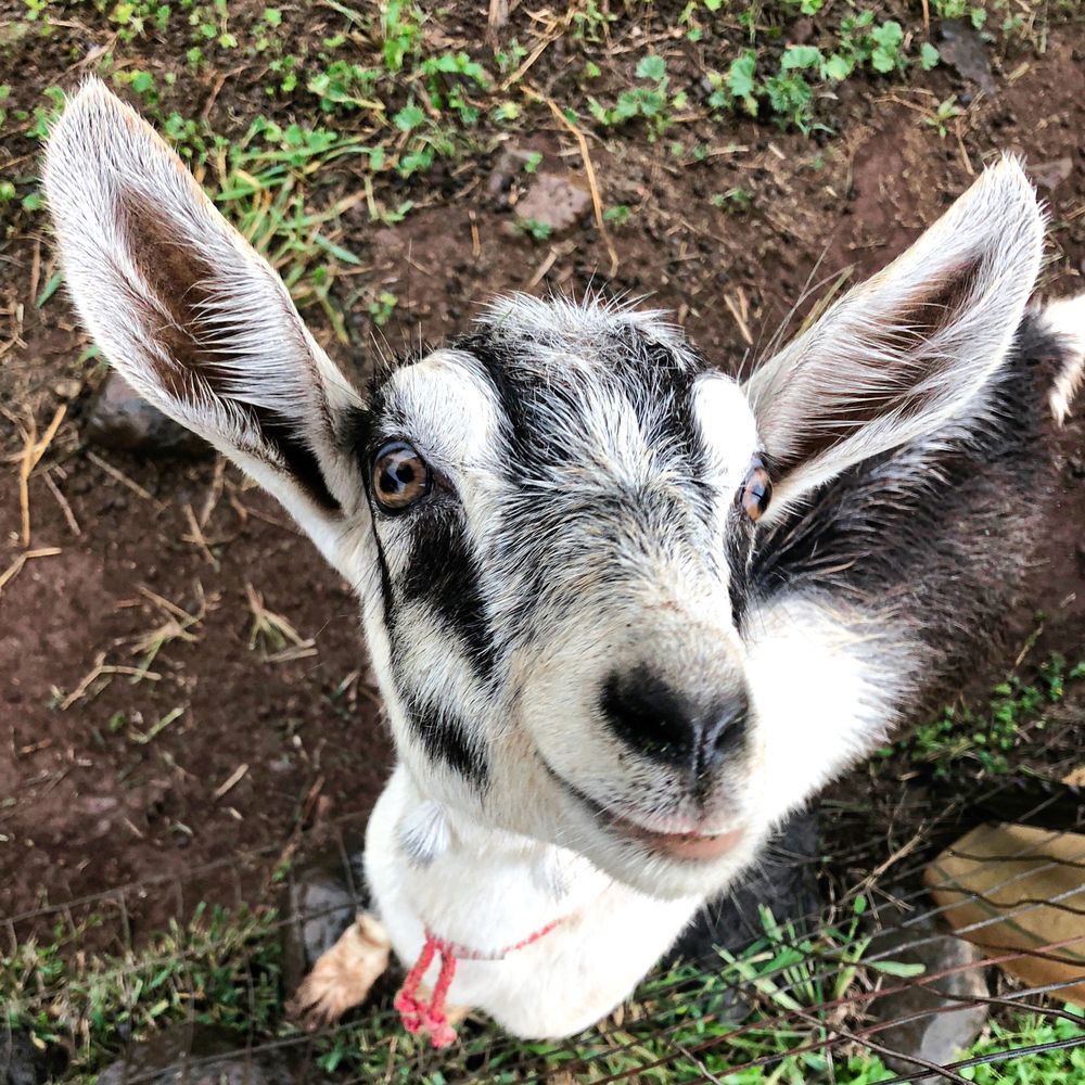 A goat at Surfing Goat Dairy farms