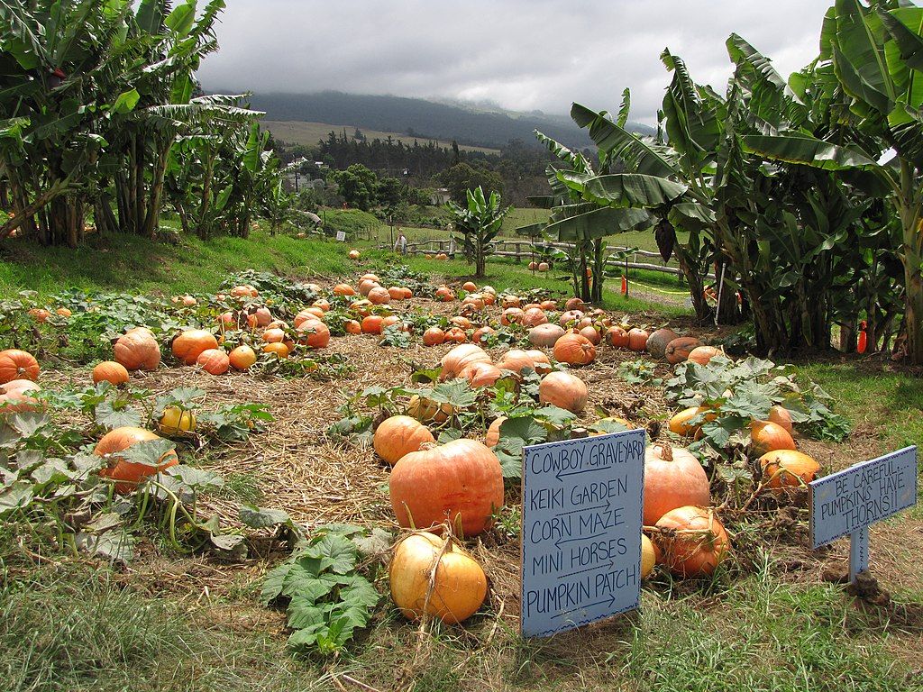 Pumpkins at Kula Country Farms