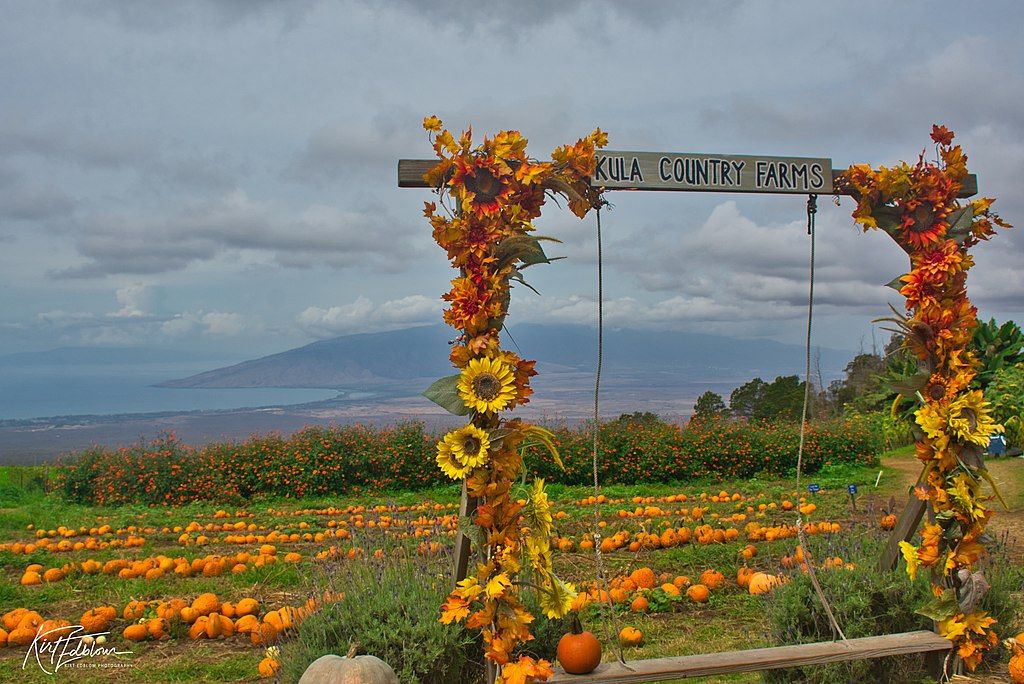 Sunflower arch for the pumpkin patch at Kula Country Farms