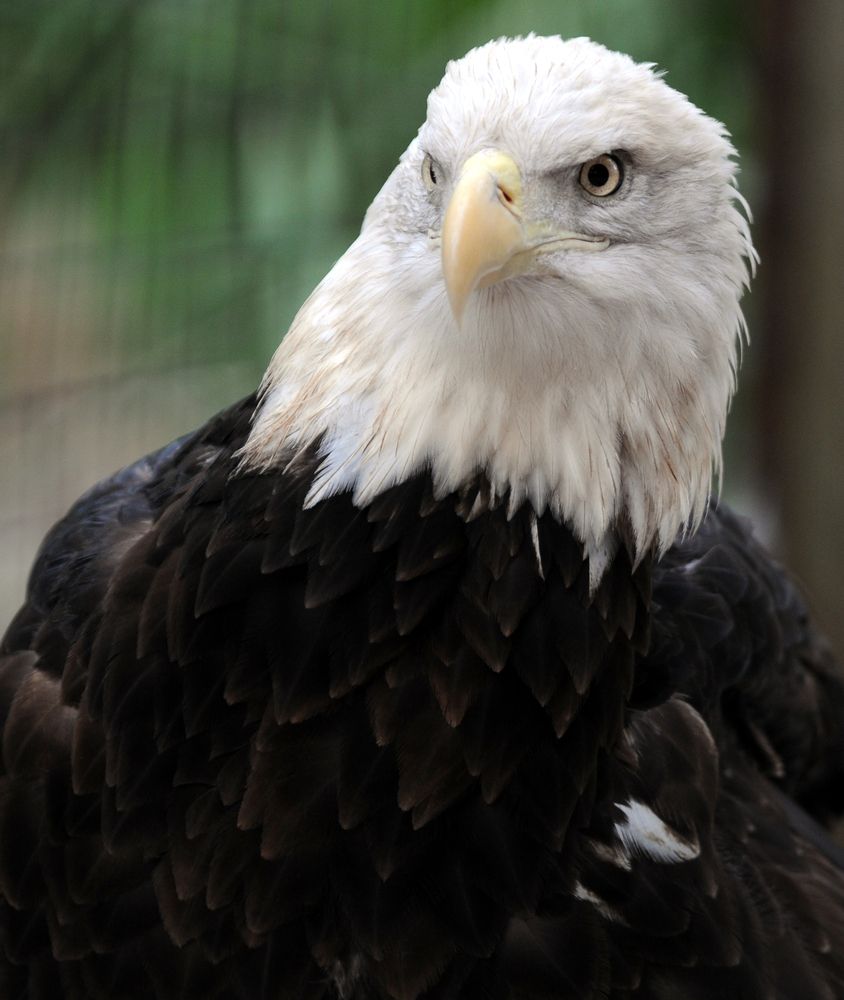 An eagle at Calusa Nature Center & Planetarium