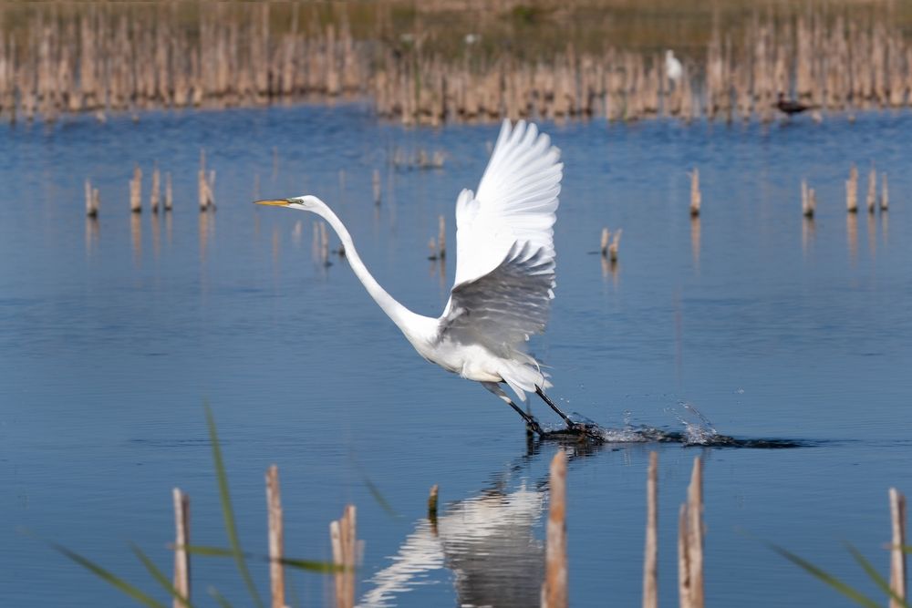 Am egret at Harns Marsh