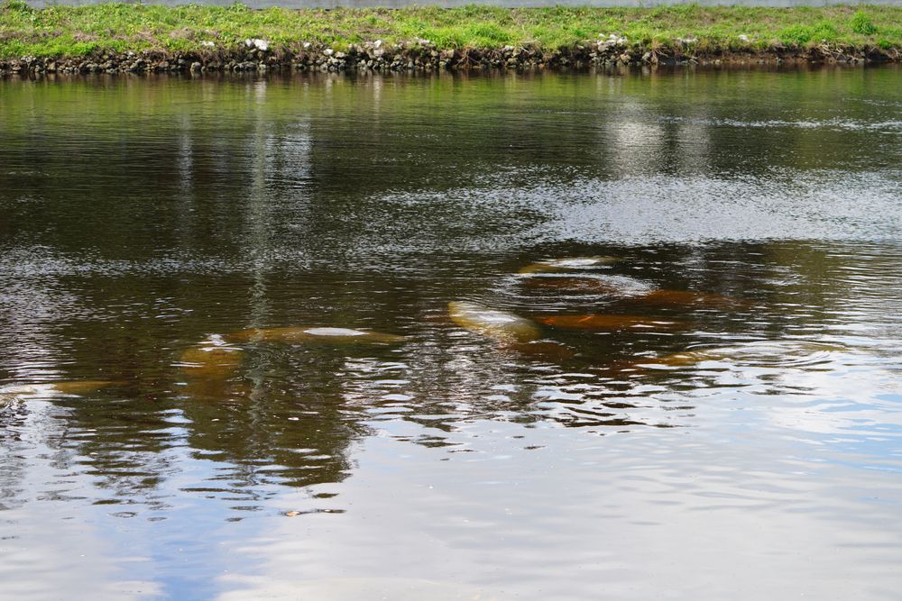 Swimming manatees at Manatee Park