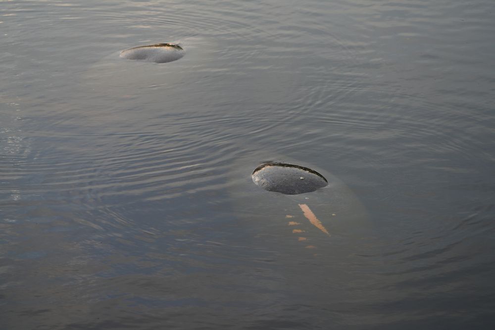 Manatees at Manatee Park