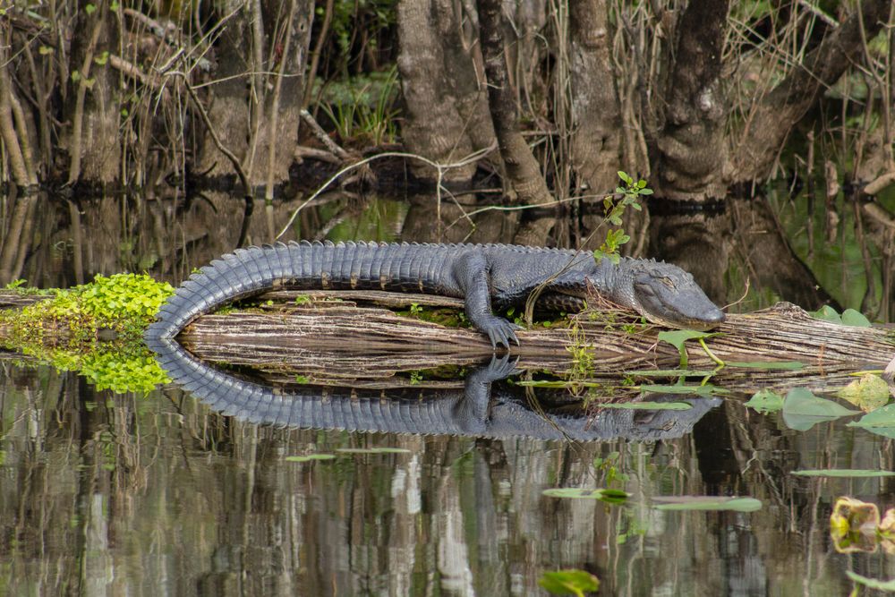 Alligator at Six Mile Cypress Slough Preserve