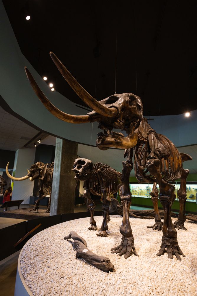 Exhibit in La Brea Tar Pits and Museum