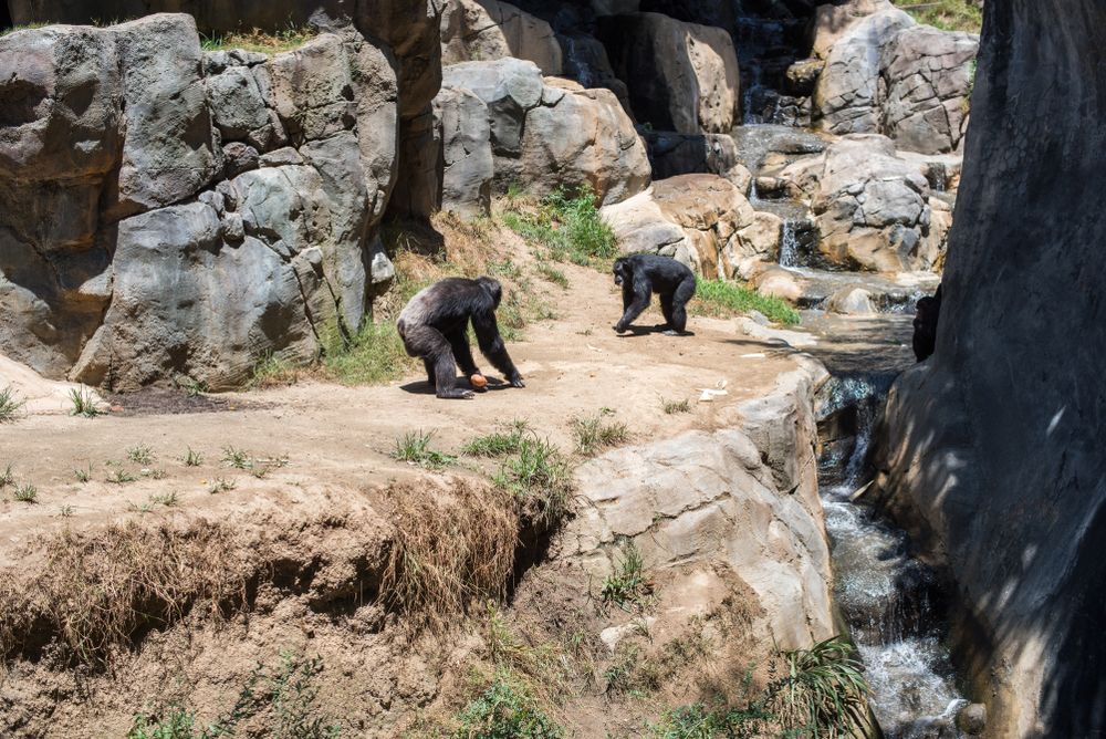 Chimpanzees at Los Angeles Zoo and Botanical Gardens