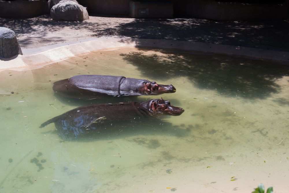 Hippos at Los Angeles Zoo and Botanical Gardens