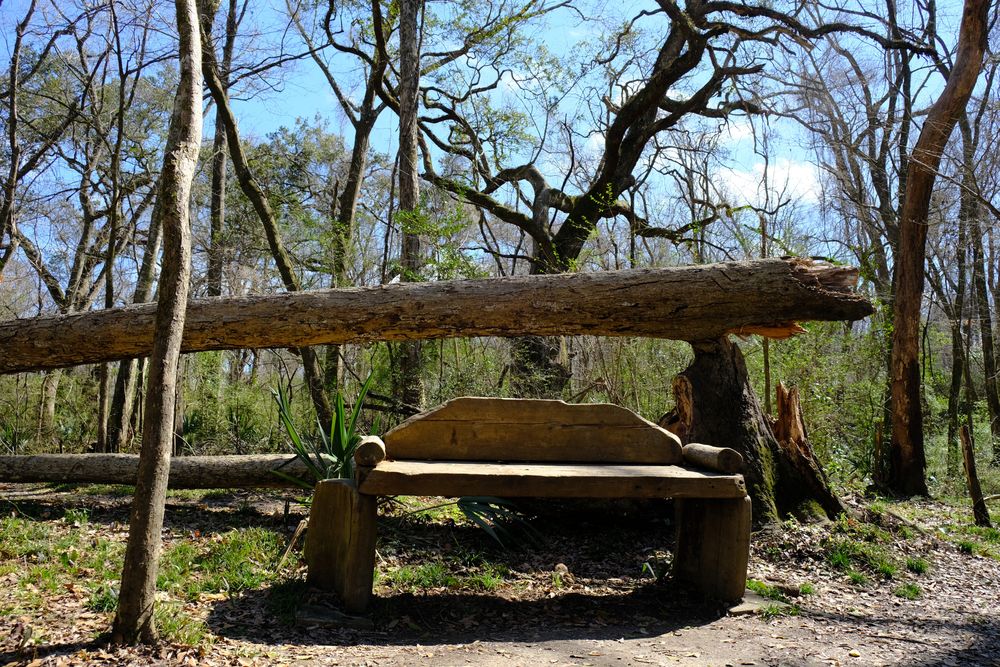 A wooden bench in Acadiana Park