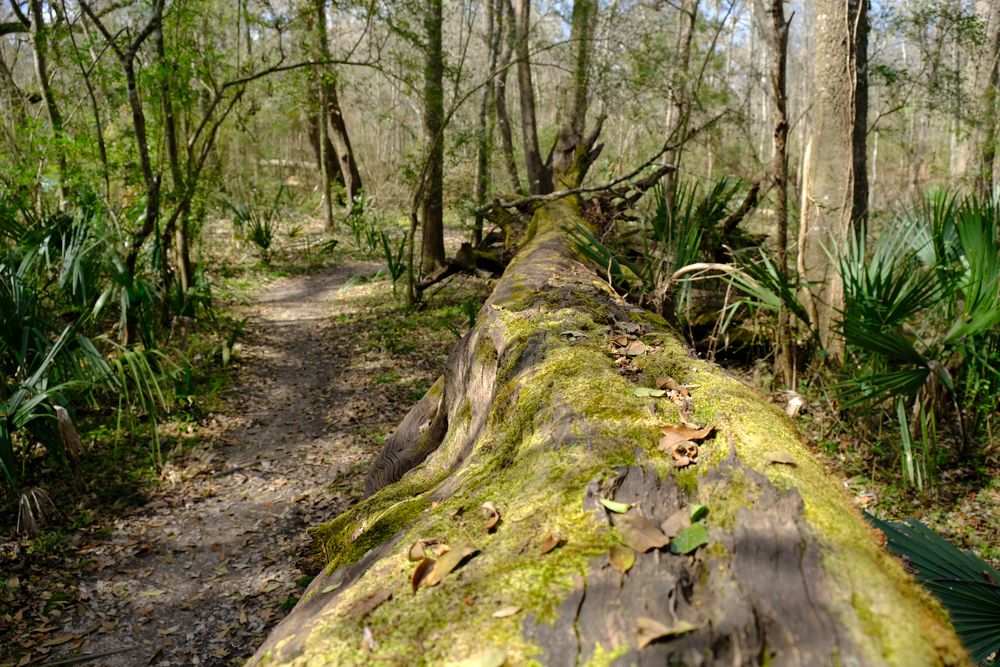 A downed tree along Acadiana Park's trail