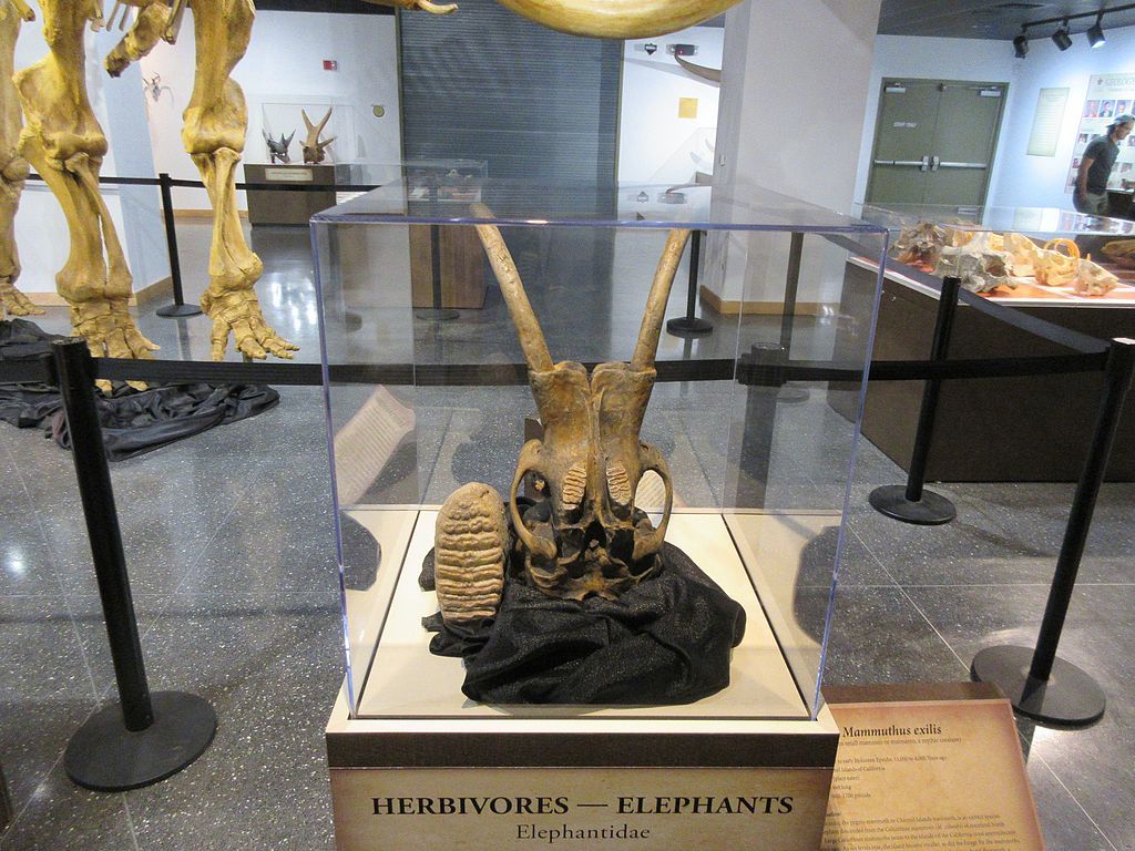 Elephant skull in Lafayette Science Museum