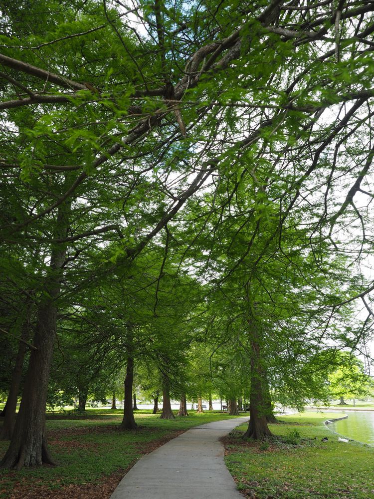 View of Lafreniere Park