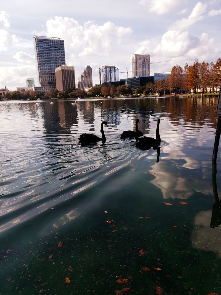 View of Lake Eola Park
