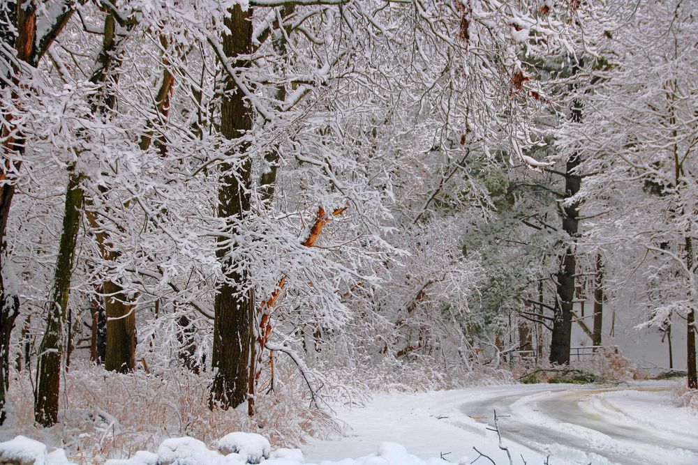 Snow-covered driveway of Fenner Nature Center